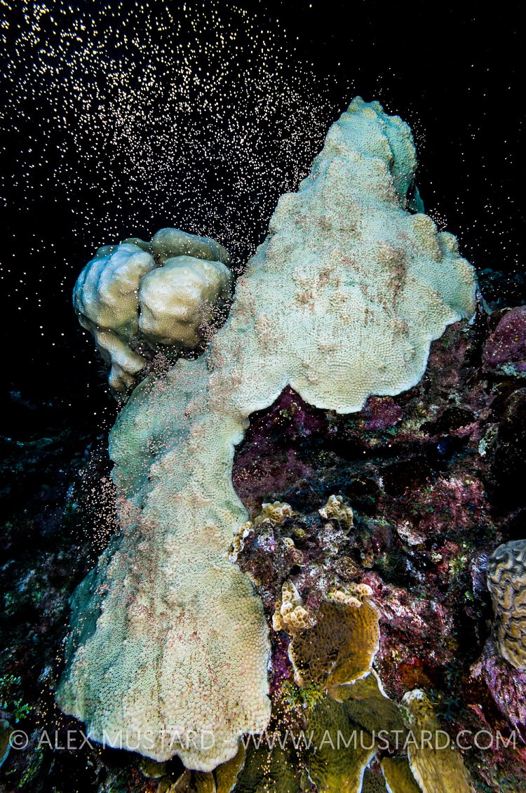 Bleached Star Coral Spawning. Cayman Islands.
