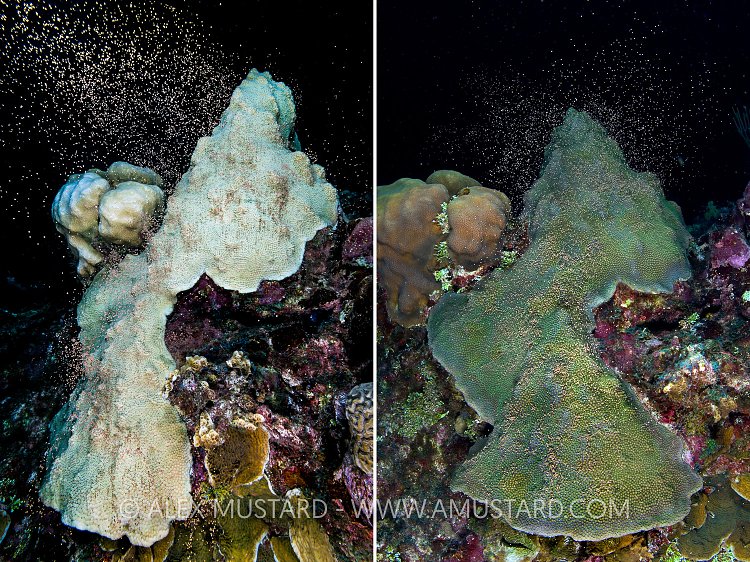 Bleached Star Coral Spawning. Cayman Islands.