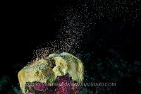 Bleached Star Coral Spawning. Cayman Islands.