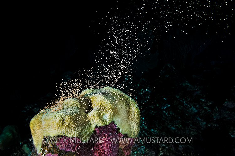 Bleached Star Coral Spawning. Cayman Islands.