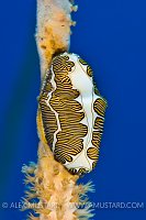 Fingerprint Cyphoma. Cayman Islands.