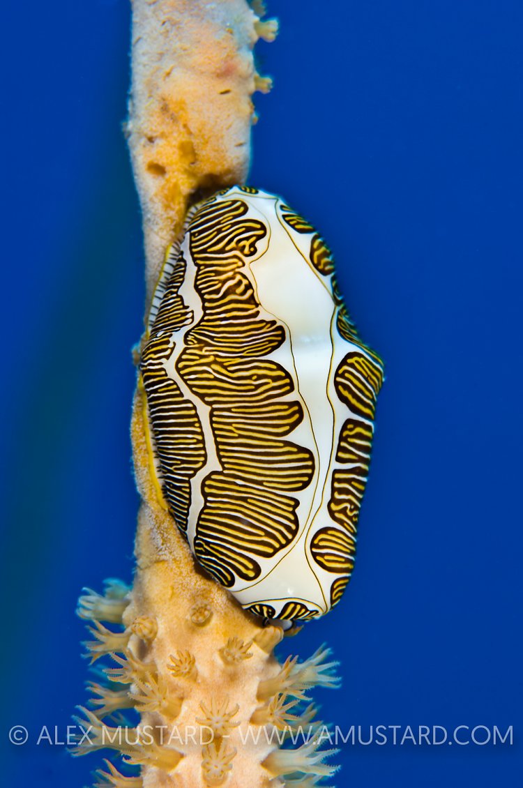 Fingerprint Cyphoma. Cayman Islands.