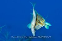 Mating Barred Hamlets. Cayman Islands.