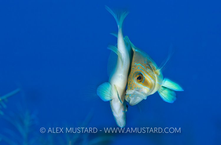 Mating Barred Hamlets. Cayman Islands.