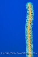 Searod Stalk. Cayman Islands.