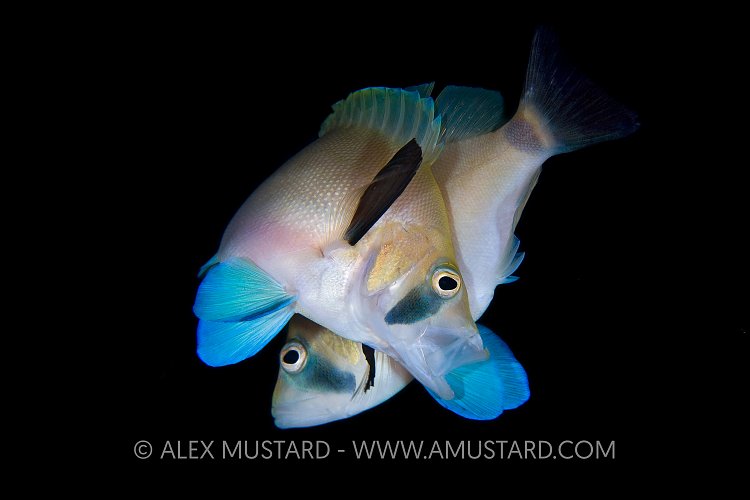 Masked Hamlets Spawning. Cayman Islands.
