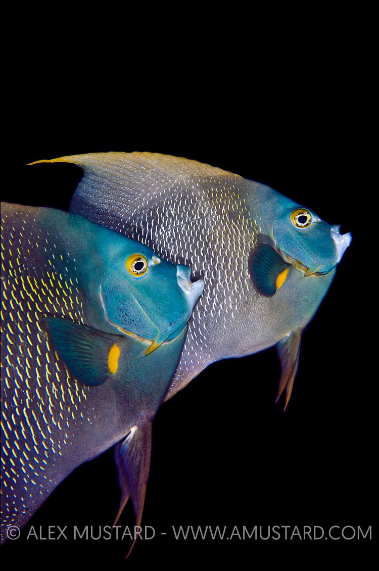 French Angelfish Courtship. Cayman Islands.