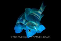 Mating Indigo Hamlets. Cayman Islands