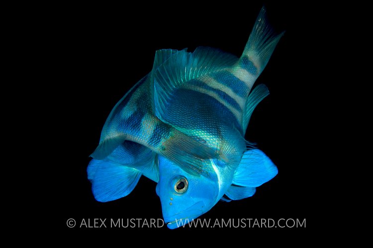 Mating Indigo Hamlets. Cayman Islands