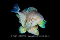 Butter Hamlets Spawning. Cayman Islands.