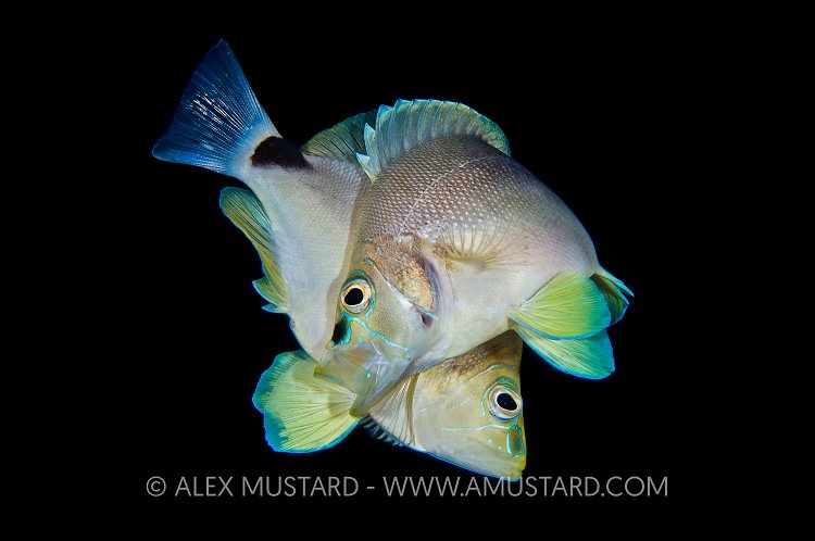 Butter Hamlets Spawning. Cayman Islands.
