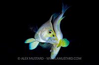 Butter Hamlets Spawning. Cayman Islands.