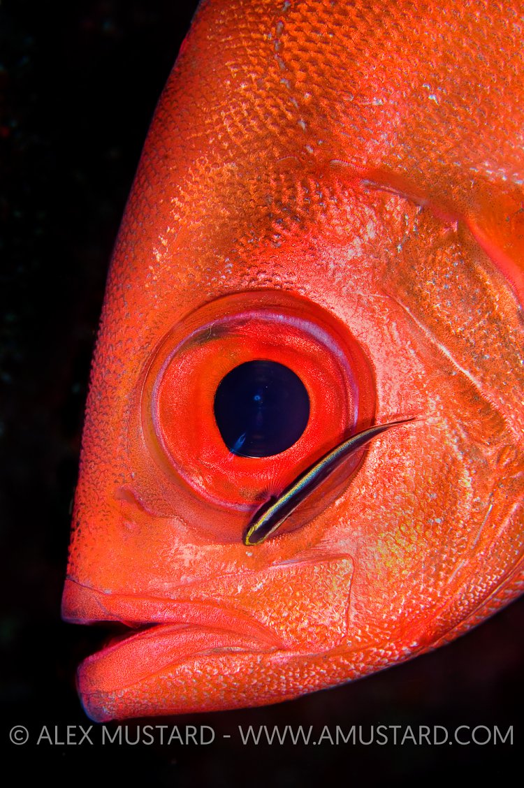 Goby Cleans Glassye Snapper. Cayman Islands.