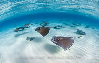 Schooling stingrays, Cayman Islands.