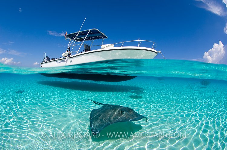 Stingray under boat. Cayman Islands.