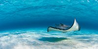Stingray panorama