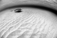 Stingray over sand