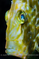 John Dory At Night. Spain.