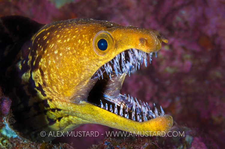 Toothy Smile. Canary Islands. Spain.