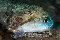 Lizardfish eating a damselfish. Canary Islands.
