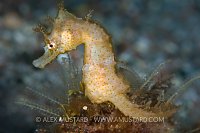 Short snouted seahorse. Canary Islands, Spain.