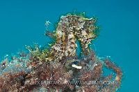 Short snout seahorse. Canary Islands, Spain.