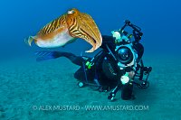 Photographer And Cuttlefish. Canary Islands, Spain.