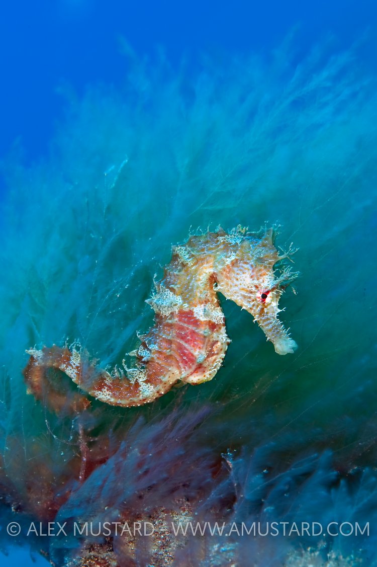 Seahorse, Gran Canaria.