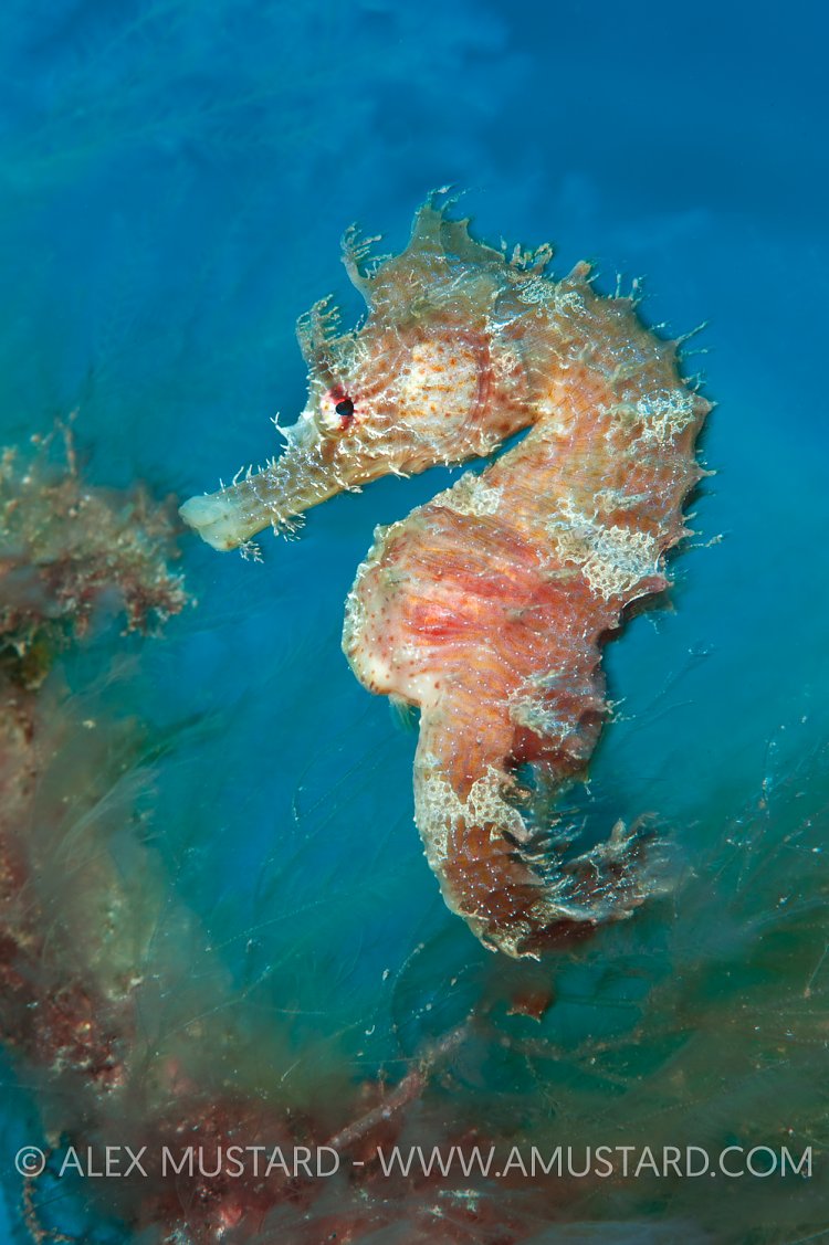 Spiny seahorse. Canary Islands, Spain.