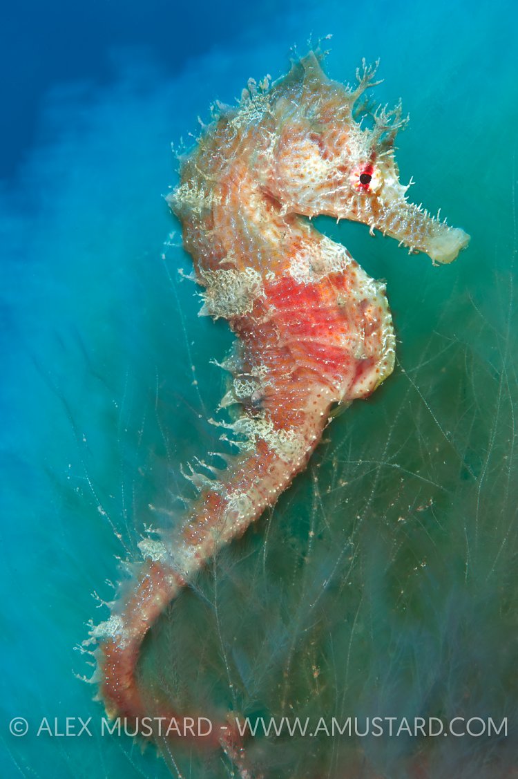 Spiny seahorse. Canary Islands, Spain.