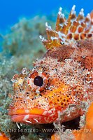 Scopionfish Portrait. Canary Islands
