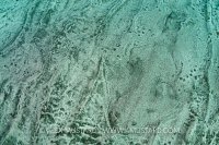 Angelshark buried in the sand