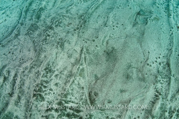 Angelshark buried in the sand