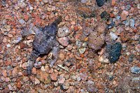 A Pair of Seamoths (Eurypegasus draconis), Dahab, Egypt, Red Sea