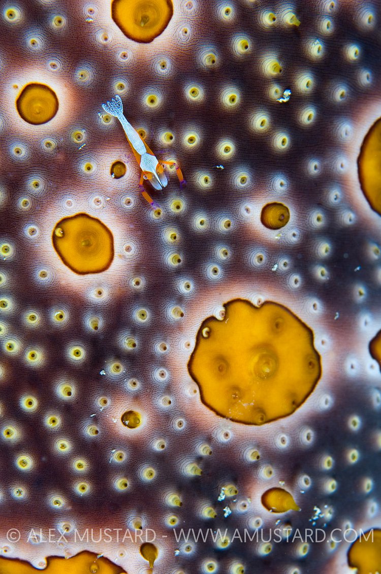 Hitchhikers Guide To The Galaxy. Indonesia