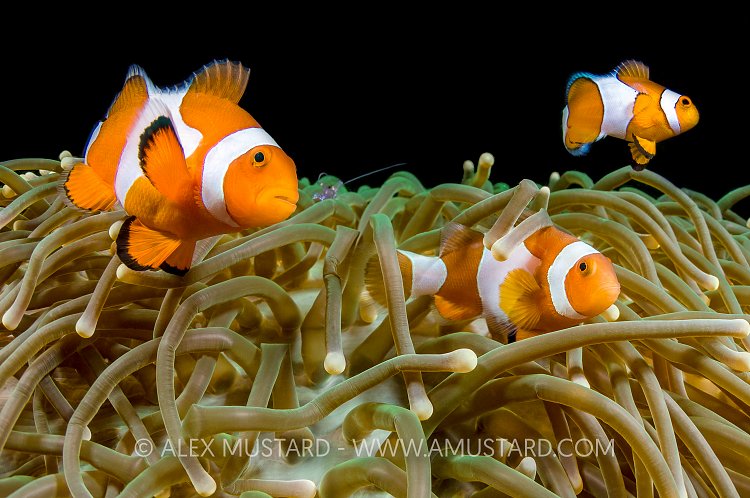 Anemonefish Trio. Indonesia