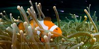 Speeding Clownfish. Indonesia