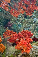 Soft Coral Reflections. Indonesia