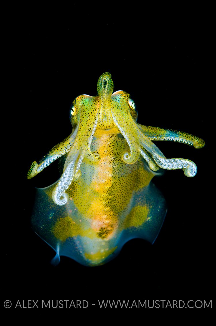 UFO Hovering. Indonesia
