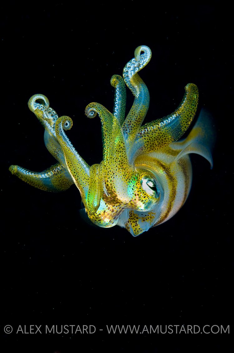 UFO Landing. Indonesia