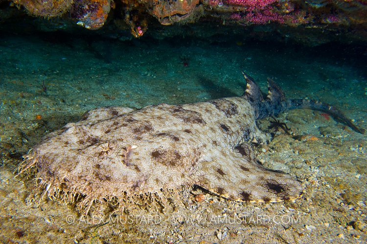 Tassled wobbegong shark