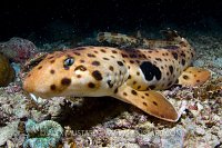 Triton Bay epaulette shark.