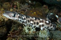 Coral catshark on reef.