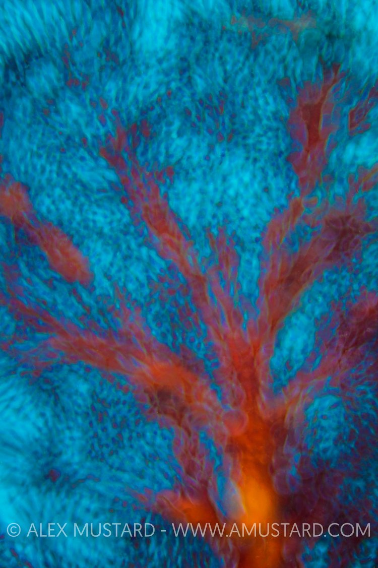 Seafan Abstract. Fiji
