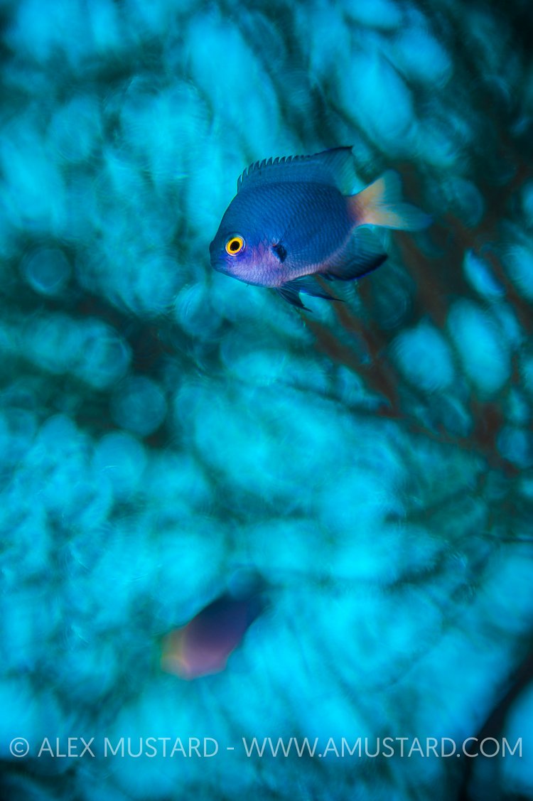 Dreamy Damsel. Fiji