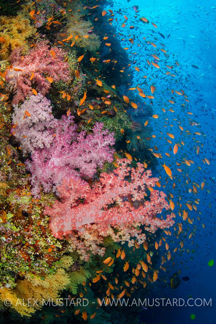 Reef Scenery. Fiji