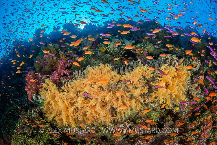 Bustling Reef. Fiji