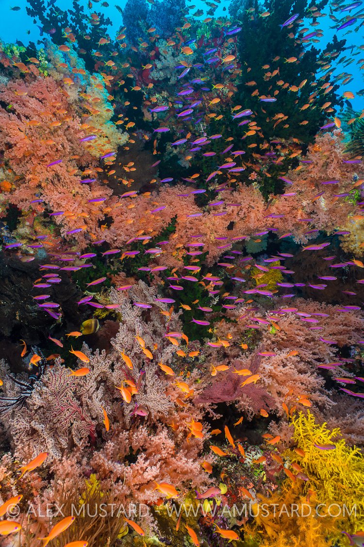 Colourful Reef. Fiji