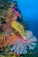 Colourful Reef Scene. Fiji