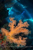 Soft Coral In Cavern. Fiji
